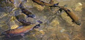 طرح توجیهی پرورش ماهی قزل الا