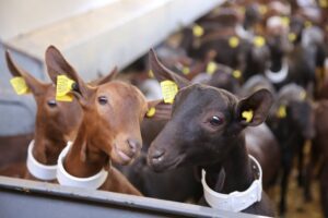 طرح توجیهی پرورش بز مورسیا ۵۰ راس