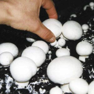 طرح توجیهی پرورش قارچ